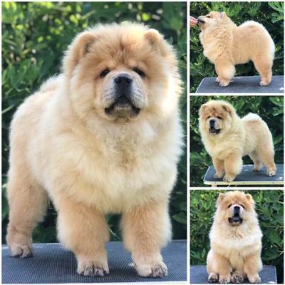 Chow Chow / au au tenci